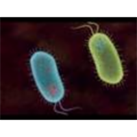 How to do a pGLO Transformation