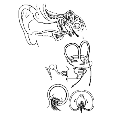 Vestibular Receptors 2: Anatomy Review icon
