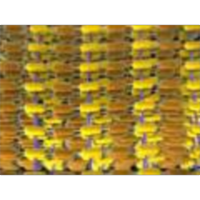 Peptidoglycan bacteria