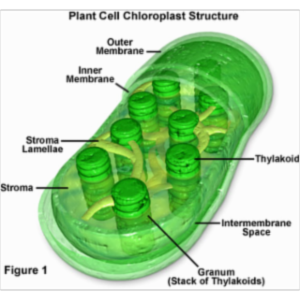 Structure of Chloroplasts