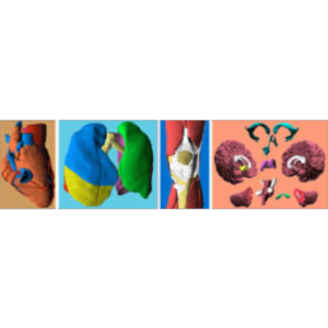 The Digital Anatomist Project