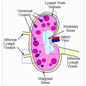 Immunology Animations icon