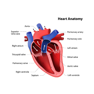 Heart Murmur? Listening For Heart Sounds (With Audio)