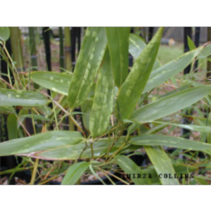 Bamboo Mite IPM icon