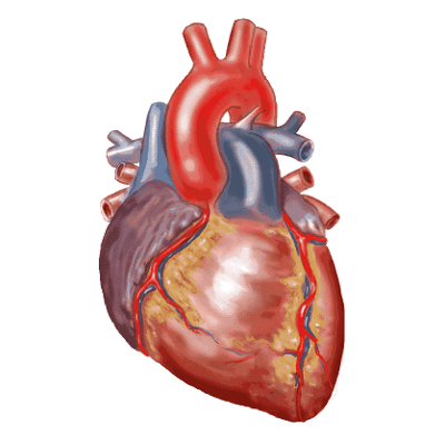Pediatric and Congenital Heart Disease icon