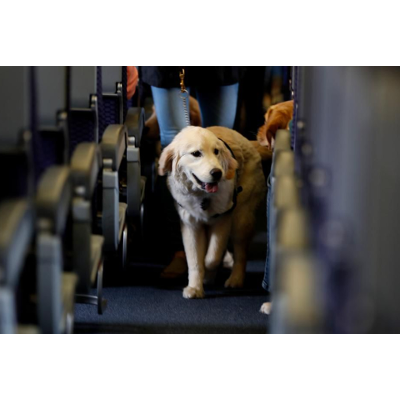 Disabilities that qualify for ESA icon