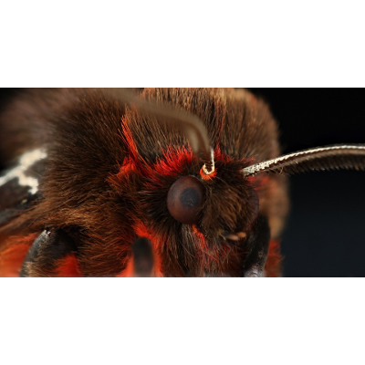 A Textbook Evolutionary Story About Moths and Bats Is Wrong icon