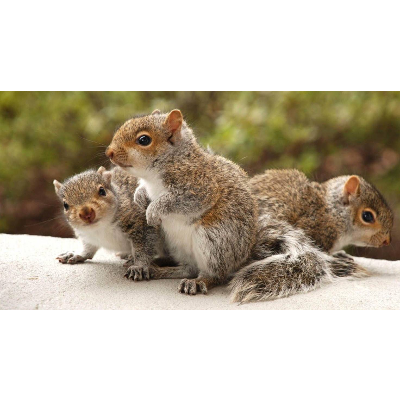 Lesser Known Facts about Squirrels icon