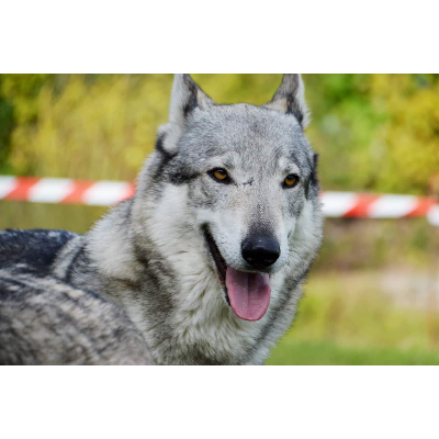 Things to Know about a Wolf Dog icon