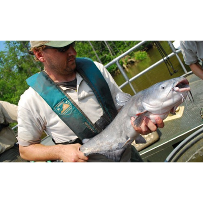 Invasive Species | Chesapeake Bay Program icon