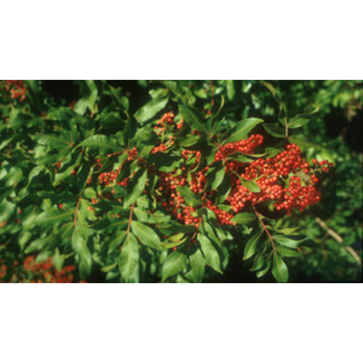 Stories About Invasive Species icon