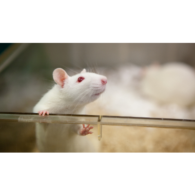 From Rats To Humans, A Brain Knows When It Can't Remember icon