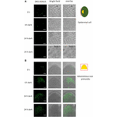 Polar Auxin Transport Determines Adventitious Root Emergence and Growth in Rice icon