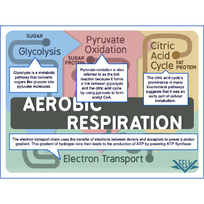 Citric Acid Cycle (Overview) | Virtual Cell Animation Collection icon