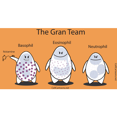 Granulocytes - Cell Cartoons icon