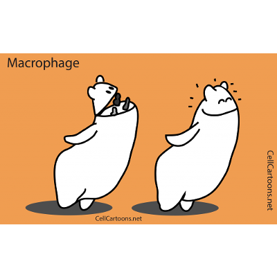 Macrophage | Cell Cartoons