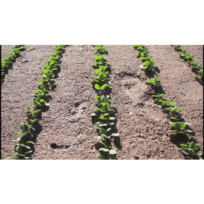 The Growing Cycles of Vegetables – Farm foods grow in time lapse | The Kid Should See This icon