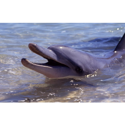 Bottlenose Dolphin facts icon