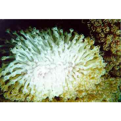 Coral Reef Bleaching icon