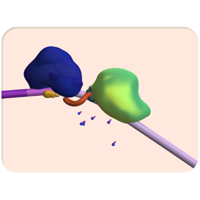 Review: mRNA Processing