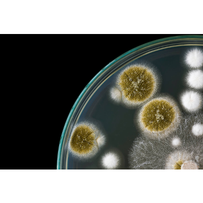 Beneficial Microbes: A Significant Root Army in Your Garden - Emerald Harvest icon