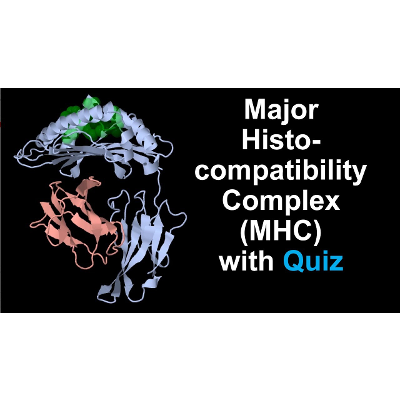 Major Histocompatibility Complex MHC Protein Structure and Function icon