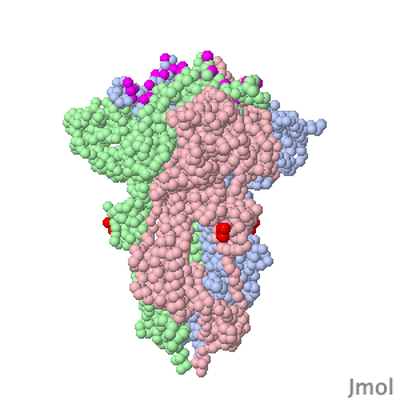 SARS-CoV-2 spike protein priming by furin icon
