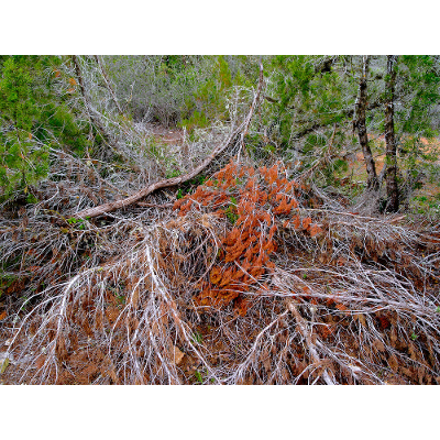 Developing a creative outlet through local landscapes projects icon