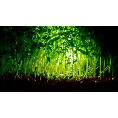 Plants talk to each other using an internet of fungus icon