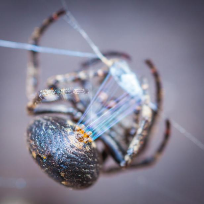 Spider Silk: Wonder Material Used to Heal the Human Body icon
