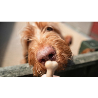 New AI System Trains Dogs by Rewarding Them icon