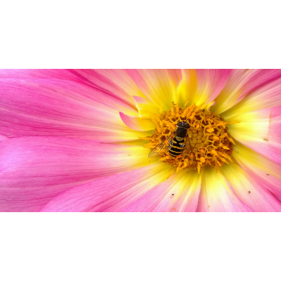 Issues in complementary and alternative medicine icon