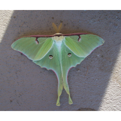 Studies in Mythology icon