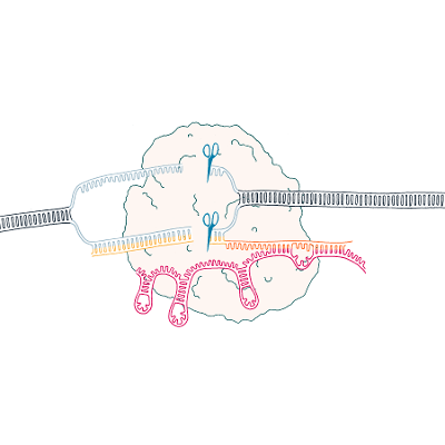 CRISPR-Cas9 A New Tool for Genome Editing icon