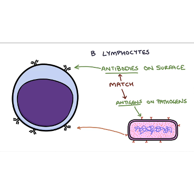 Understanding the Cells of the Immune System icon