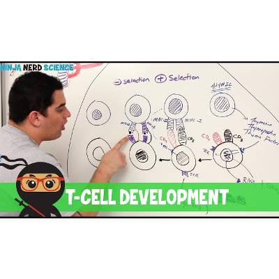 Immunology | T- Cell Development