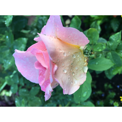 The Cosmological Argument icon