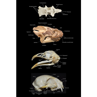 Atlas of Comparative Vertebrate Anatomy icon