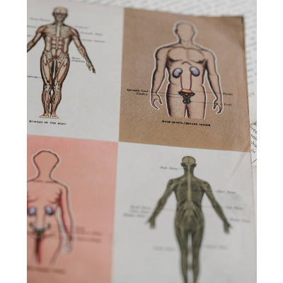 Building a Medical Terminology Foundation icon