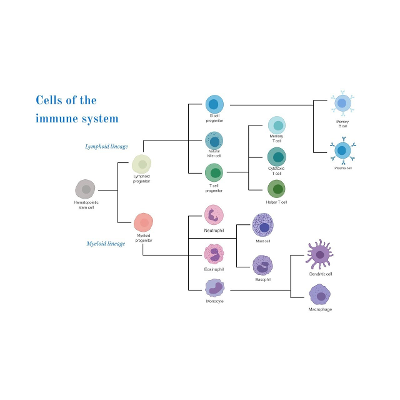 Cells of the Immune System icon