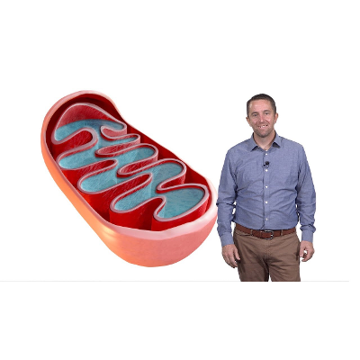 Mitochondria: The Mysterious Cellular Parasite icon