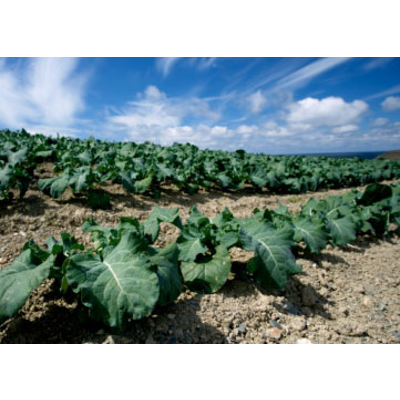 Food Production, Public Health, and the Environment icon