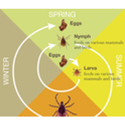 Lyme Disease: Ten things you always wanted to know about ticks...