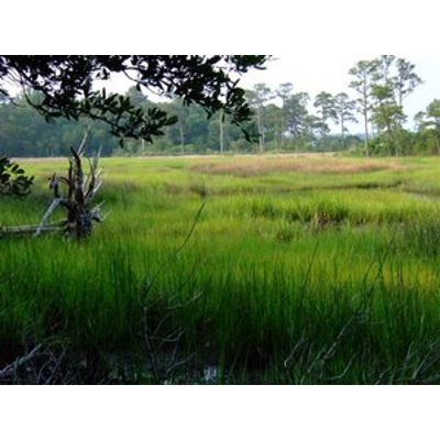 Wetlands Watch - Videos icon