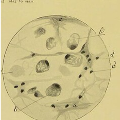 Lesson Four. Body Fluids. Physiology and Pathology icon