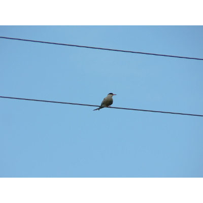 12 Key Ideas: An Introduction to Teaching Online icon