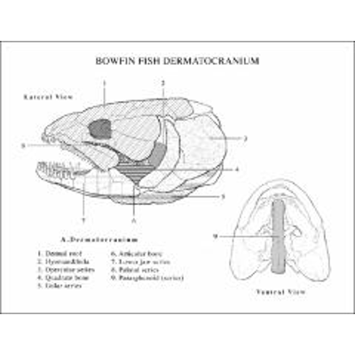 Biology 351 Anatomical Illustrations icon