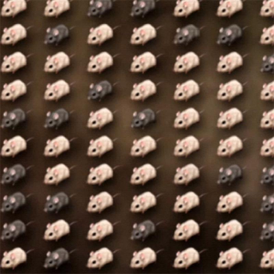 Developing an Explanation for Mouse Fur Color icon