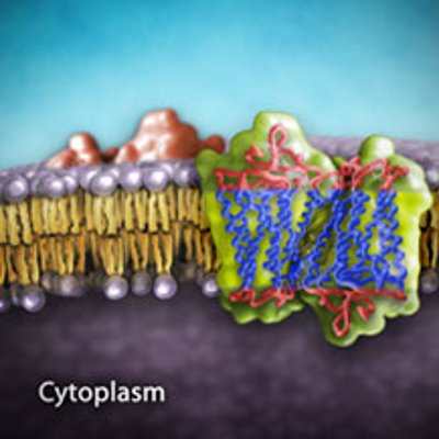 Biochemistry and Cell Signaling Pathway of the Mc1r Gene icon