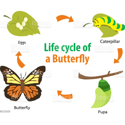 Project-EDID 6151 Laboratory- OER-The Lifecycle of a Butterfly-Wendy Shawn Prince.pptx icon